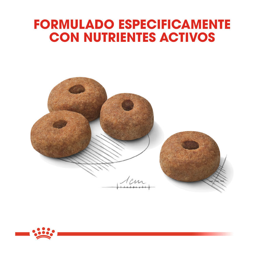 12 kg Royal Canin Maxi Sterilised ra&ccedil;&atilde;o para c&atilde;es, , large Imagem n&uacute;mero 4